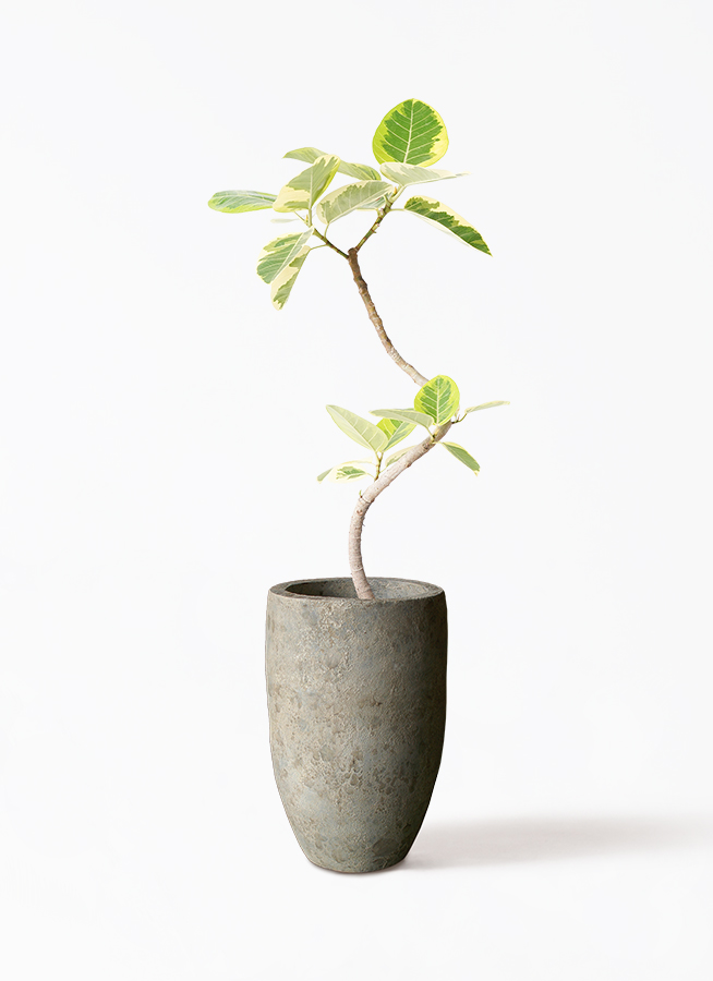 【現品】フィカス・アルテシーマ　6号　曲がり　黒鉢　（20） フィカス・アルテシマ6号の通販 | 観葉植物通販AONOKI（あおのき）