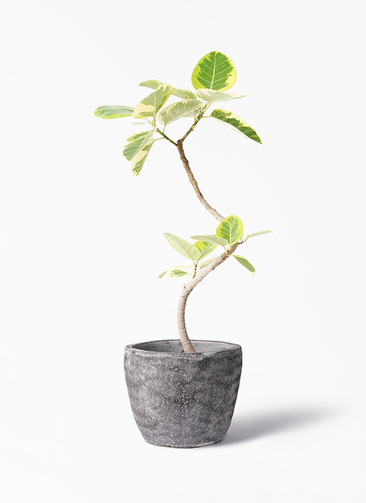 ficus-altissima-1167_1.jpg?