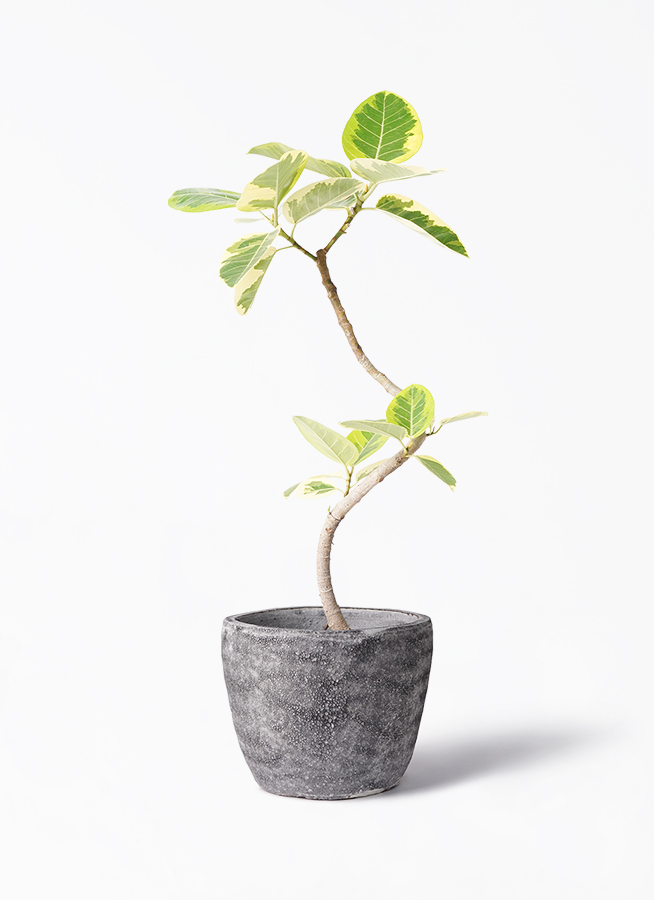 ficus-altissima-1167_1.jpg?