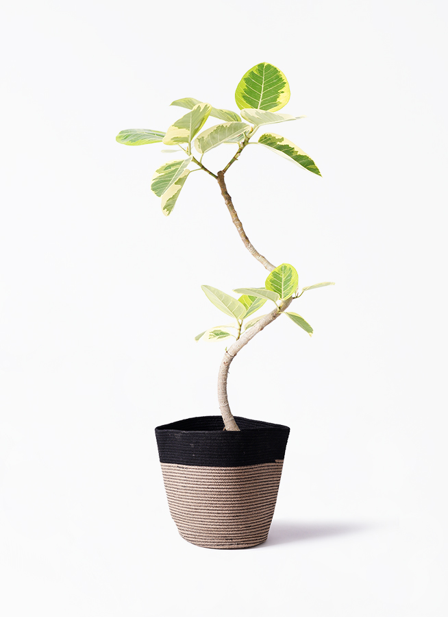 観葉植物 フィカス アルテシーマ 6号 曲り プラスチック鉢
