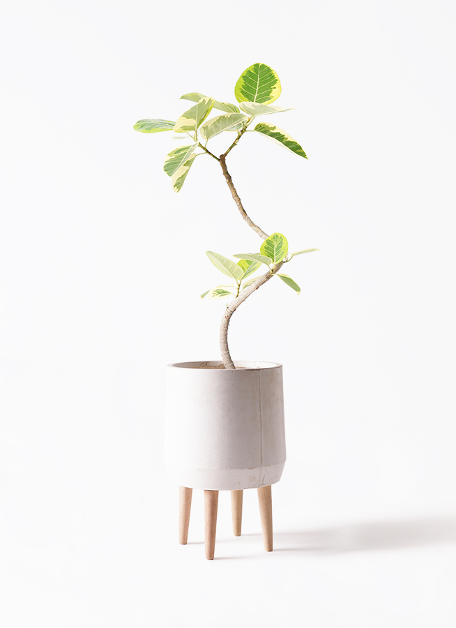 観葉植物 フィカス アルテシーマ 6号 曲り ラウンド 付き | 観葉植物