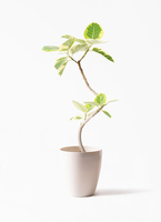 ficus-altissima-1159_1.jpg?