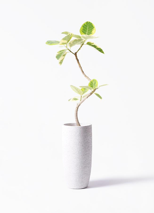 観葉植物 フィカス アルテシーマ 6号 曲り プラスチック鉢 | 観葉植物