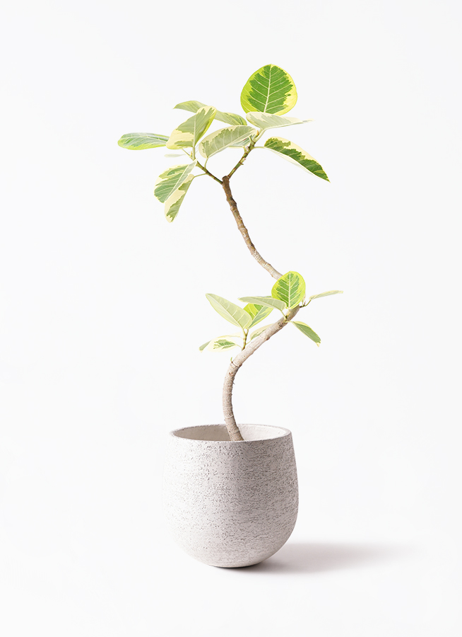 観葉植物 フィカス アルテシーマ 6号 曲り Sheer Pot (シアー