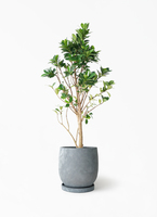 apache t　パンダガジュマル　スモールリーフ　no6 apache t様専用 パンダガジュマル スモールリーフ no6 - メルカリ