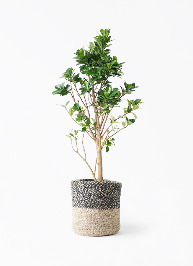 ガジュマル ベビーリーフ | 観葉植物通販 HitoHana（ひとはな）