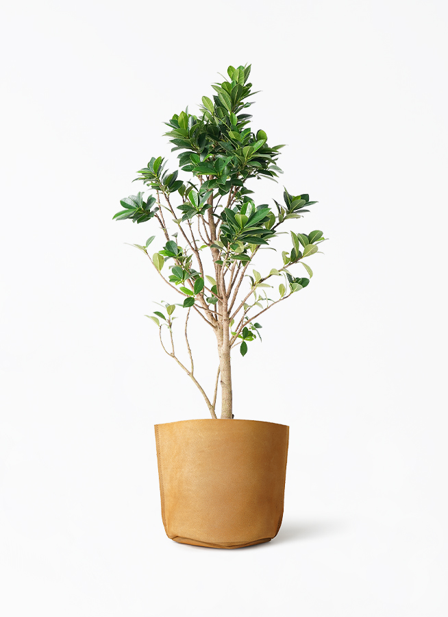 ガジュマル ベビーリーフ 6号　＊同梱推奨商品 観葉植物 ガジュマル 6号 ベビーリーフ レザーポット0 ブラウン 付き
