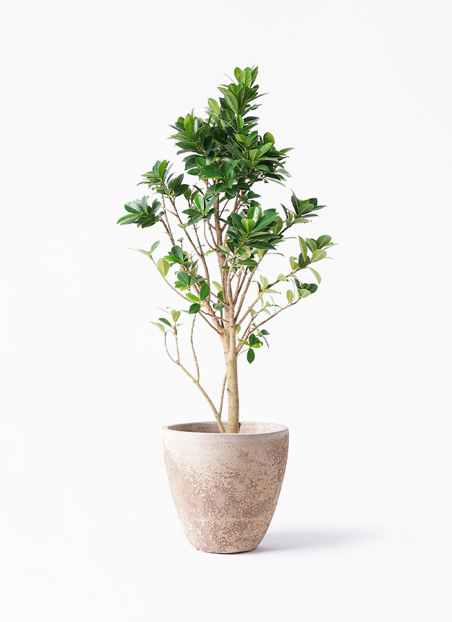 ガジュマル ベビーリーフ | 観葉植物通販 HitoHana（ひとはな）