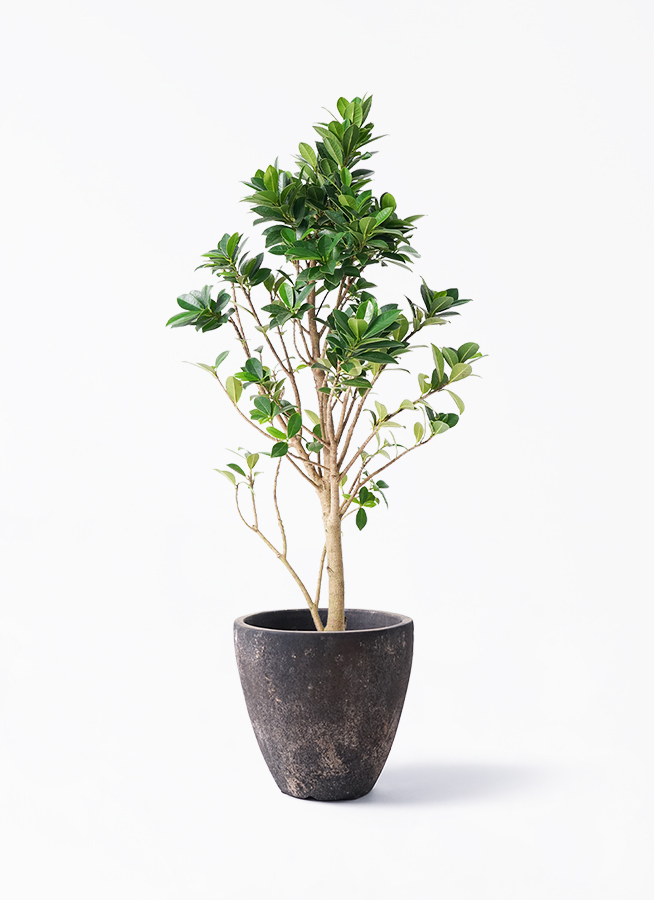 観葉植物 ガジュマル 6号 ベビーリーフ フリットエッグ アンティーク