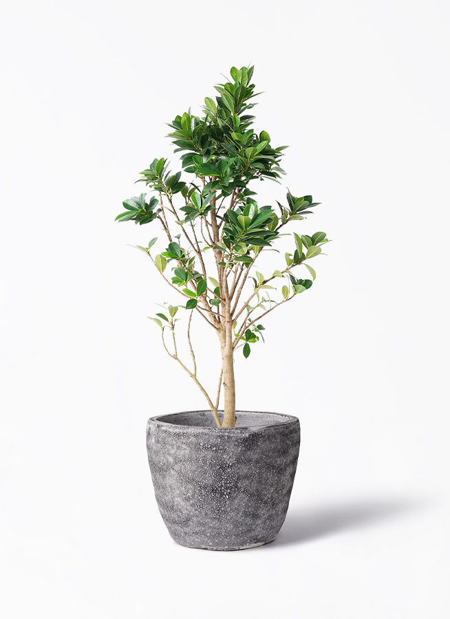 ガジュマル ベビーリーフ | 観葉植物通販 HitoHana（ひとはな）
