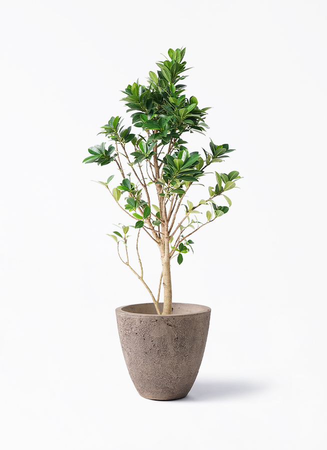 ガジュマル ベビーリーフ | 観葉植物通販 HitoHana（ひとはな）
