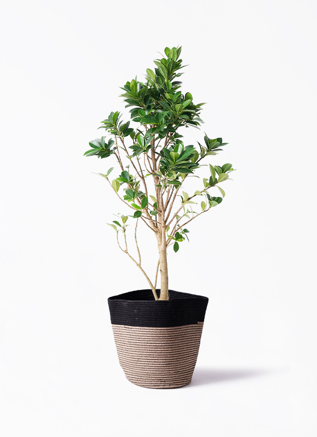 観葉植物 ガジュマル 6号 ベビーリーフ プラスチック鉢 | 観葉