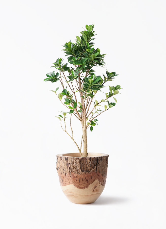 ガジュマル ベビーリーフ | 観葉植物通販 HitoHana（ひとはな）