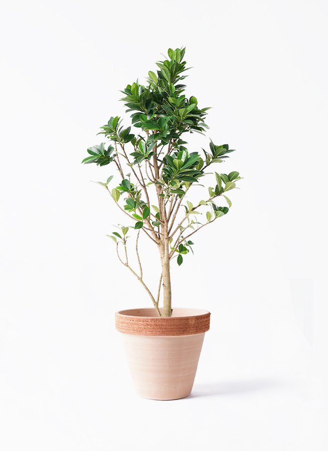 観葉植物 ガジュマル 6号 ベビーリーフ スタンダードポット スクラッチ