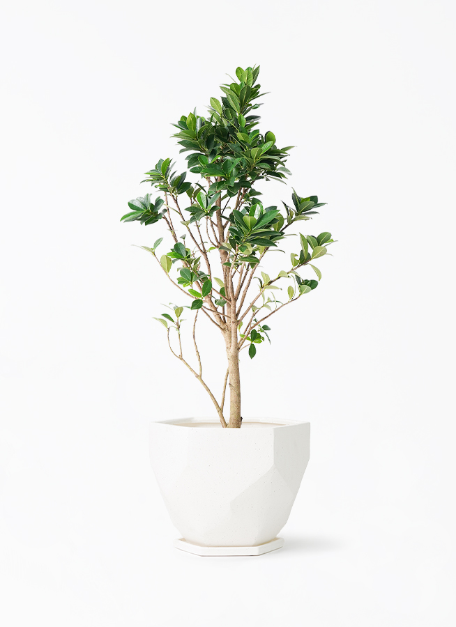 ガジュマル ベビーリーフ | 観葉植物通販 HitoHana（ひとはな）