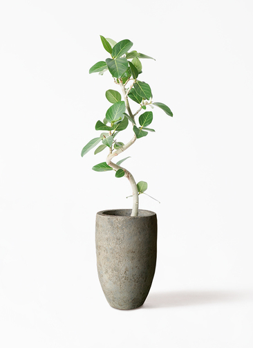 ficus-benghalensis-838_1.jpg?