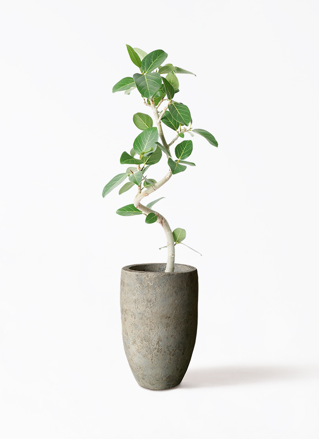 観葉植物 フィカス ベンガレンシス 6号 曲り Sheer Pot (シアーポット