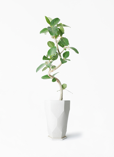 ficus-benghalensis-835_1.jpg?
