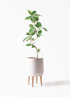 ficus-benghalensis-819_1.jpg?