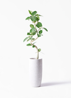 ficus-benghalensis-818_1.jpg?