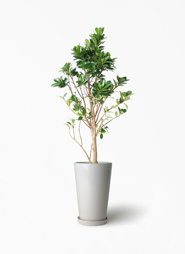 観葉植物 ガジュマル 6号 ベビーリーフ ラウンド 付き | 観葉植物なら