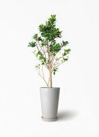 chinese-banyan-babyleaf-159_1.