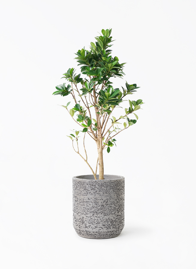 ガジュマル ベビーリーフ | 観葉植物通販 HitoHana（ひとはな）