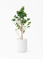 chinese-banyan-babyleaf-136_1.