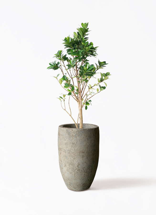 ガジュマル ベビーリーフ | 観葉植物通販 HitoHana（ひとはな）