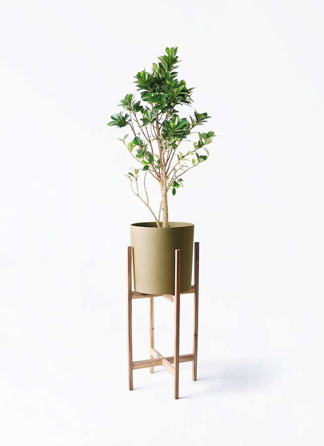 YTガジュマル ガジュマル ベビーリーフ | 観葉植物通販 HitoHana（ひとはな）