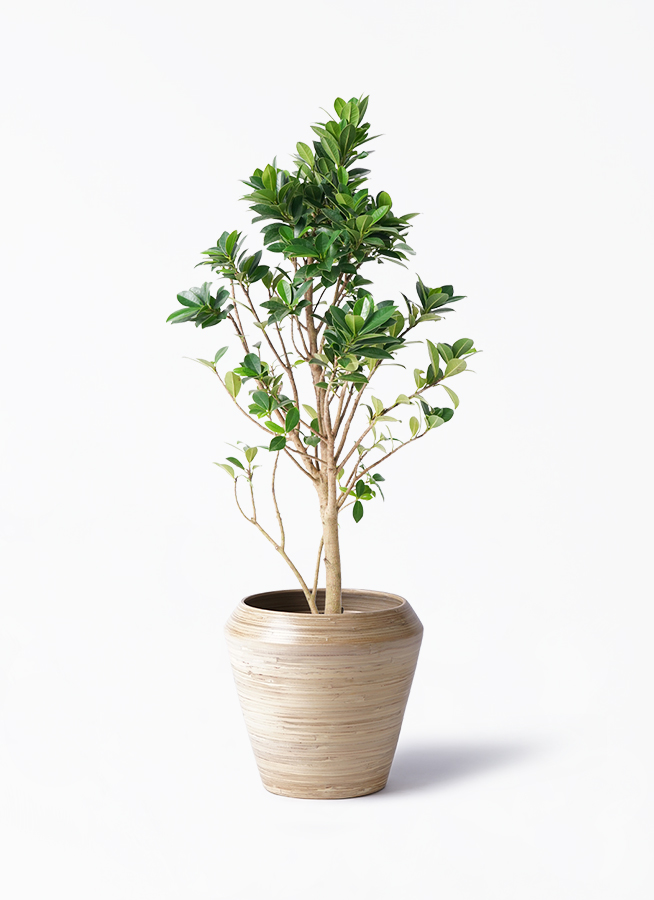 観葉植物 ガジュマル 6号 ベビーリーフ プラスチック鉢 | 観葉植物なら