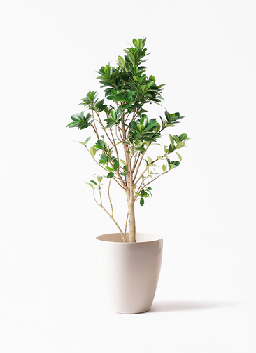 観葉植物 ガジュマル 6号 ベビーリーフ ラスターポット 付き | 観葉