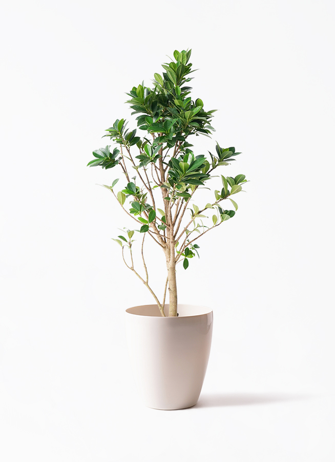ガジュマル ベビーリーフ | 観葉植物通販 HitoHana（ひとはな）