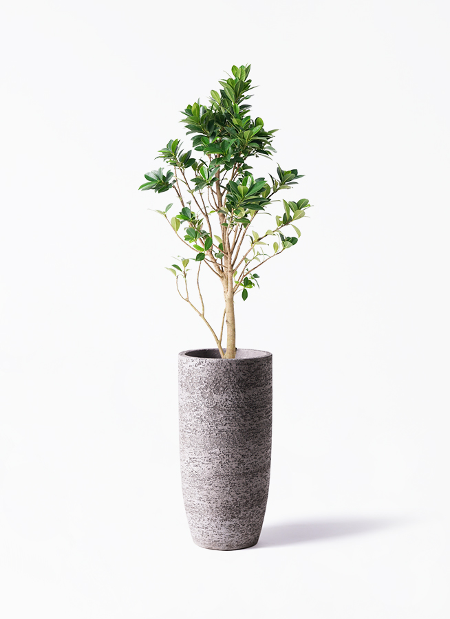 ガジュマル ベビーリーフ | 観葉植物通販 HitoHana（ひとはな）