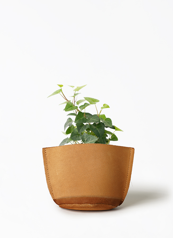 hedera-436_1.jpg?1703043074