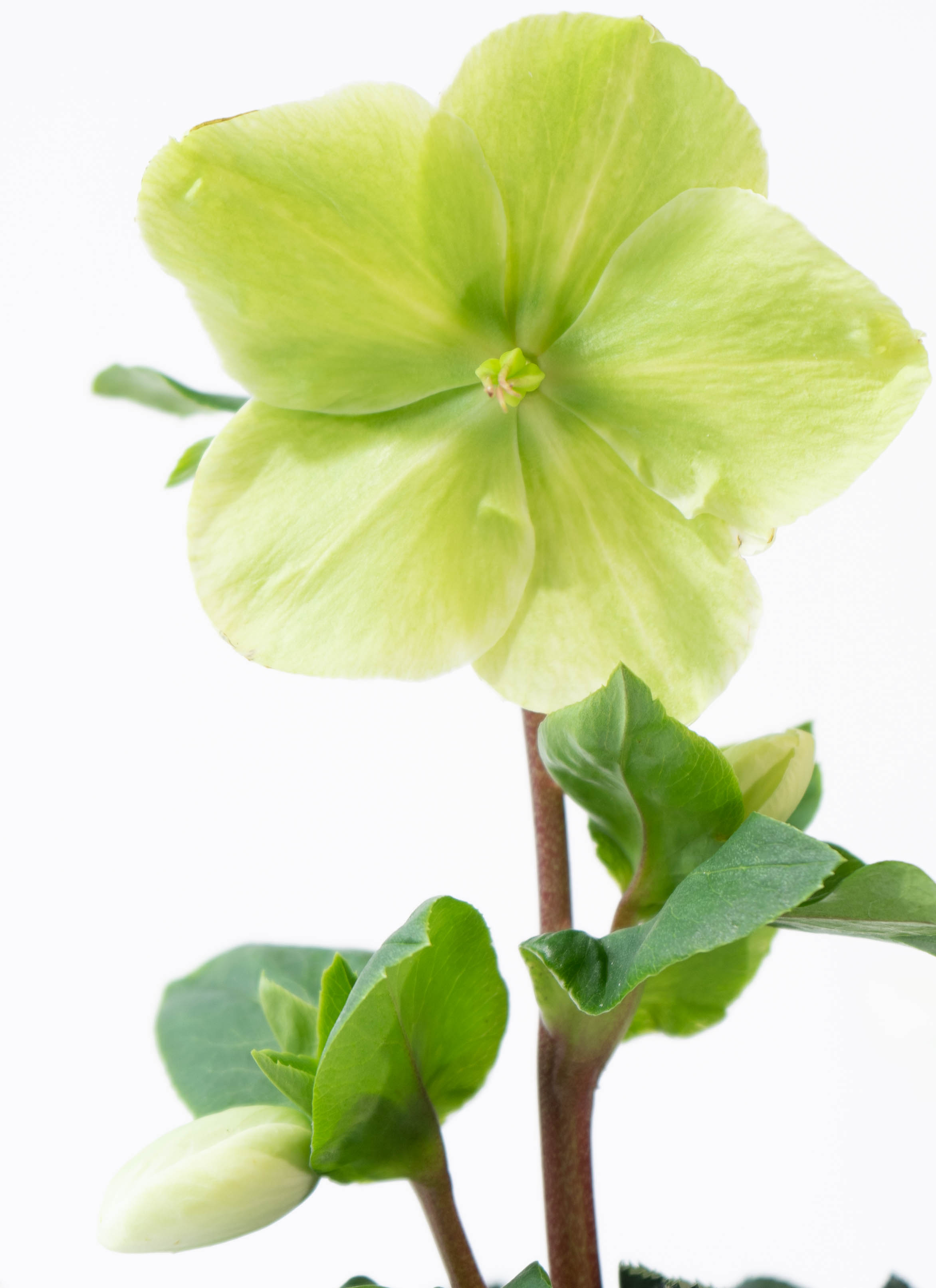 産地直送 クリスマスローズ 氷の薔薇 ホワイト 5号 ブラウンバスケット