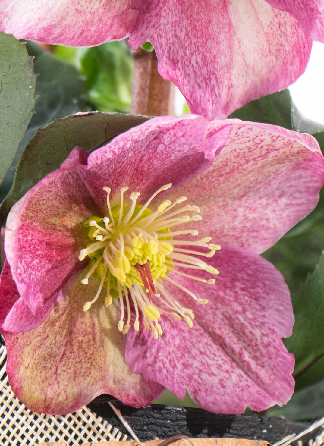産地直送 クリスマスローズ 氷の薔薇 レッド 5号 ウッドポッド／栃木