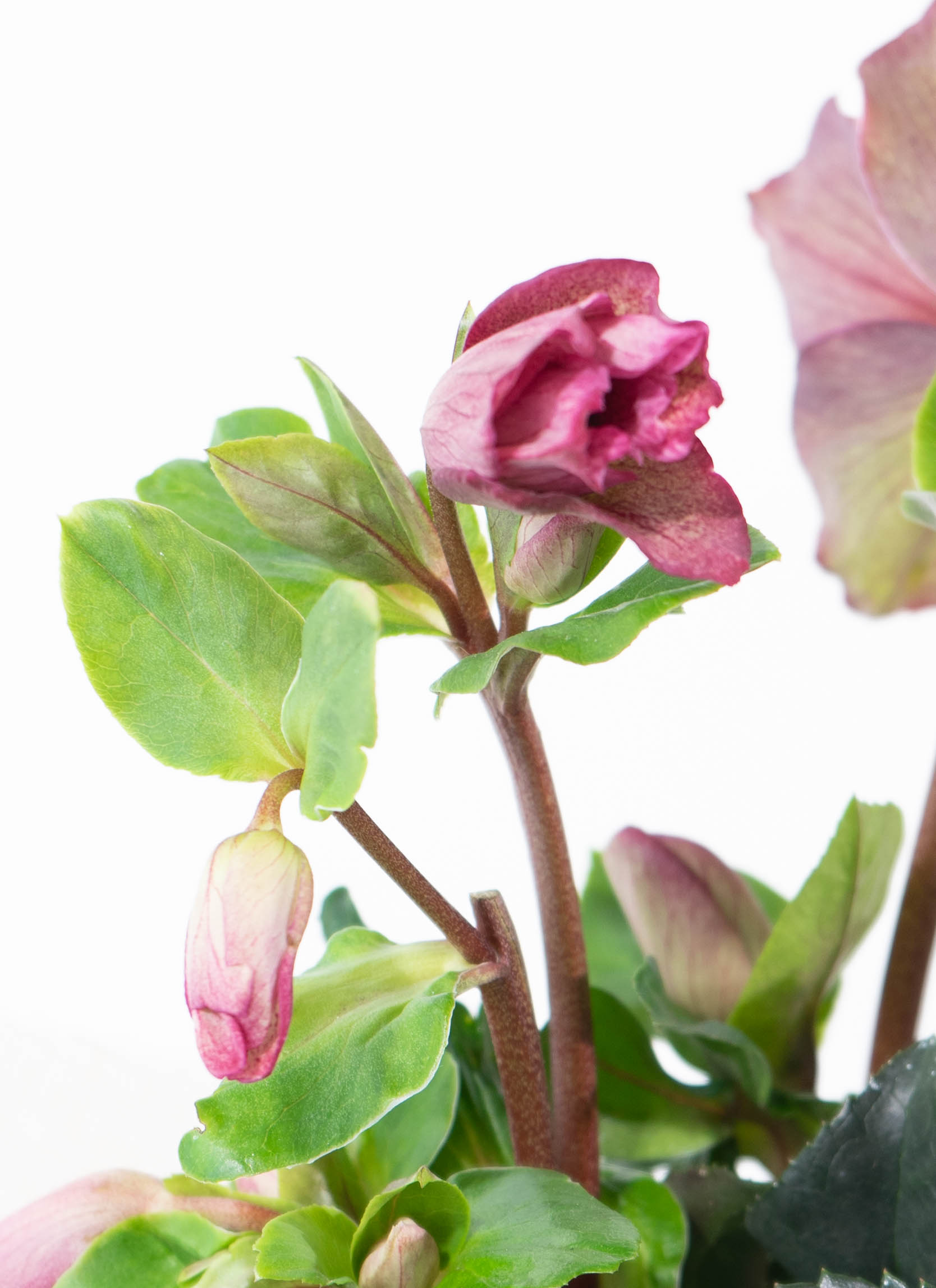 産地直送 クリスマスローズ 氷の薔薇 レッド 5号 ウッドポッド／栃木