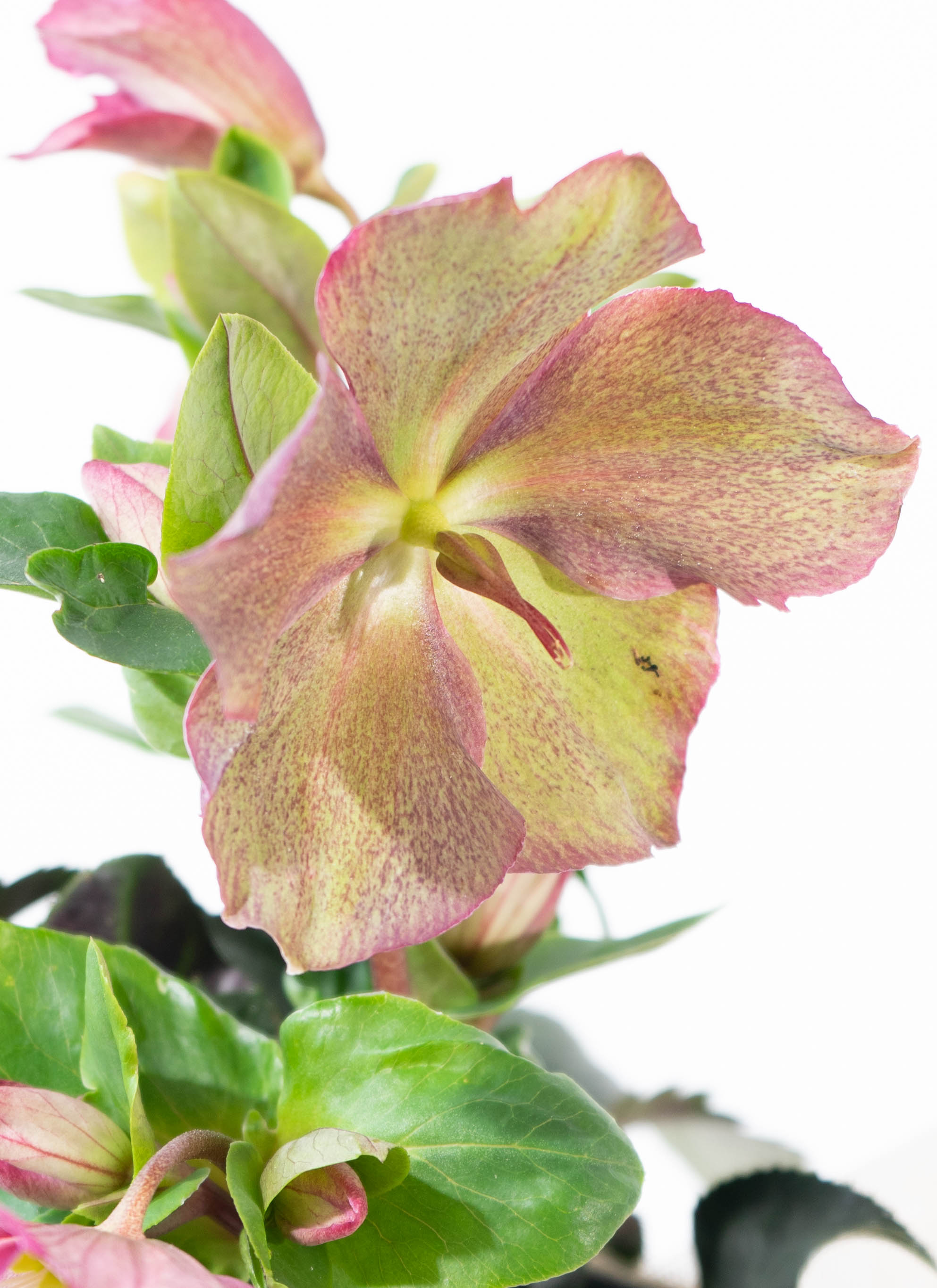 産地直送 クリスマスローズ 氷の薔薇 レッド 5号 ウッドポッド