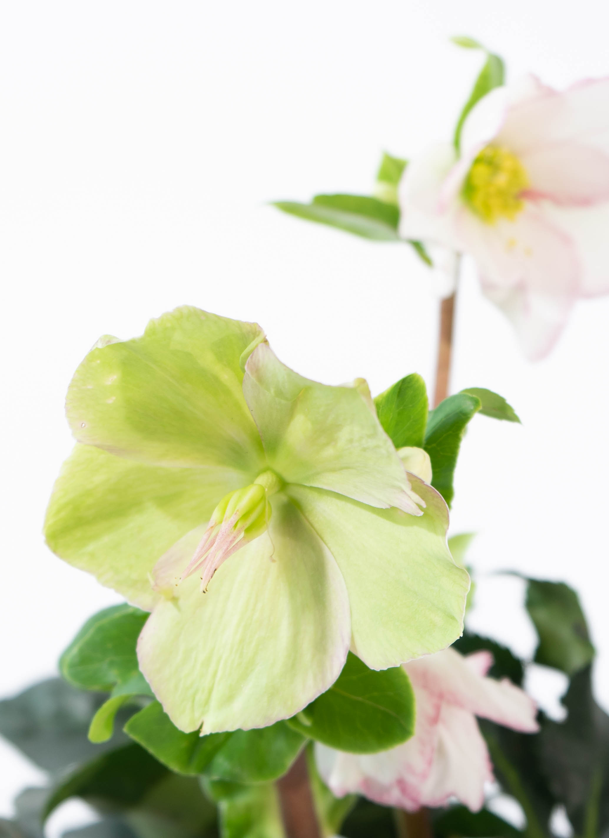 産地直送 クリスマスローズ 氷の薔薇 ピコティ 5号 ウッドポッド／栃木