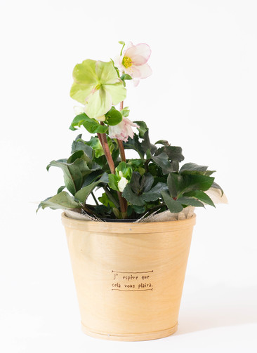 ★チョラコ☆様お取り置き苗㉖-440㉖-487クリスマスローズ ds-giardino-christmasrose-