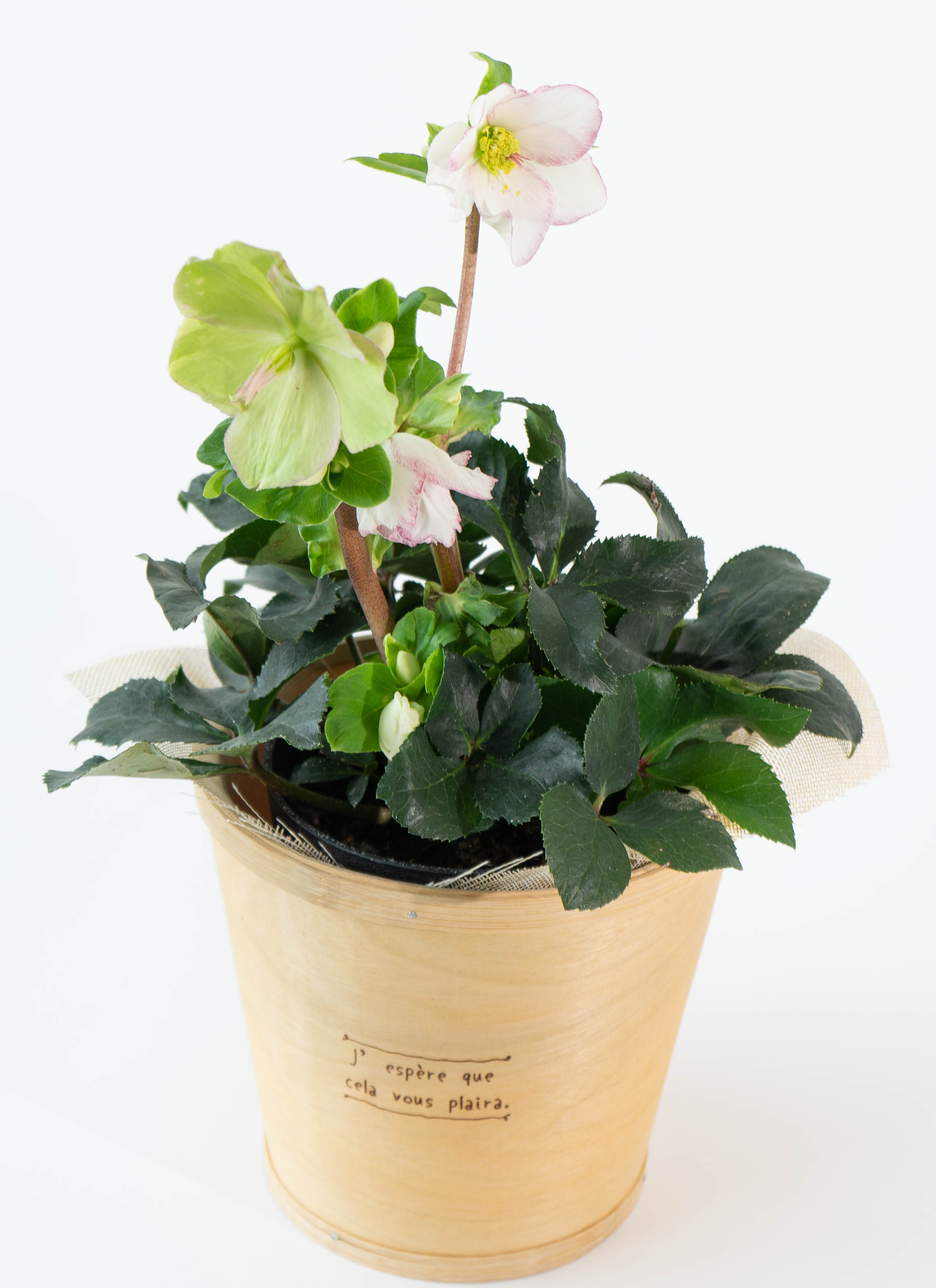 産地直送 クリスマスローズ 氷の薔薇 ピコティ 5号 ウッドポッド／栃木