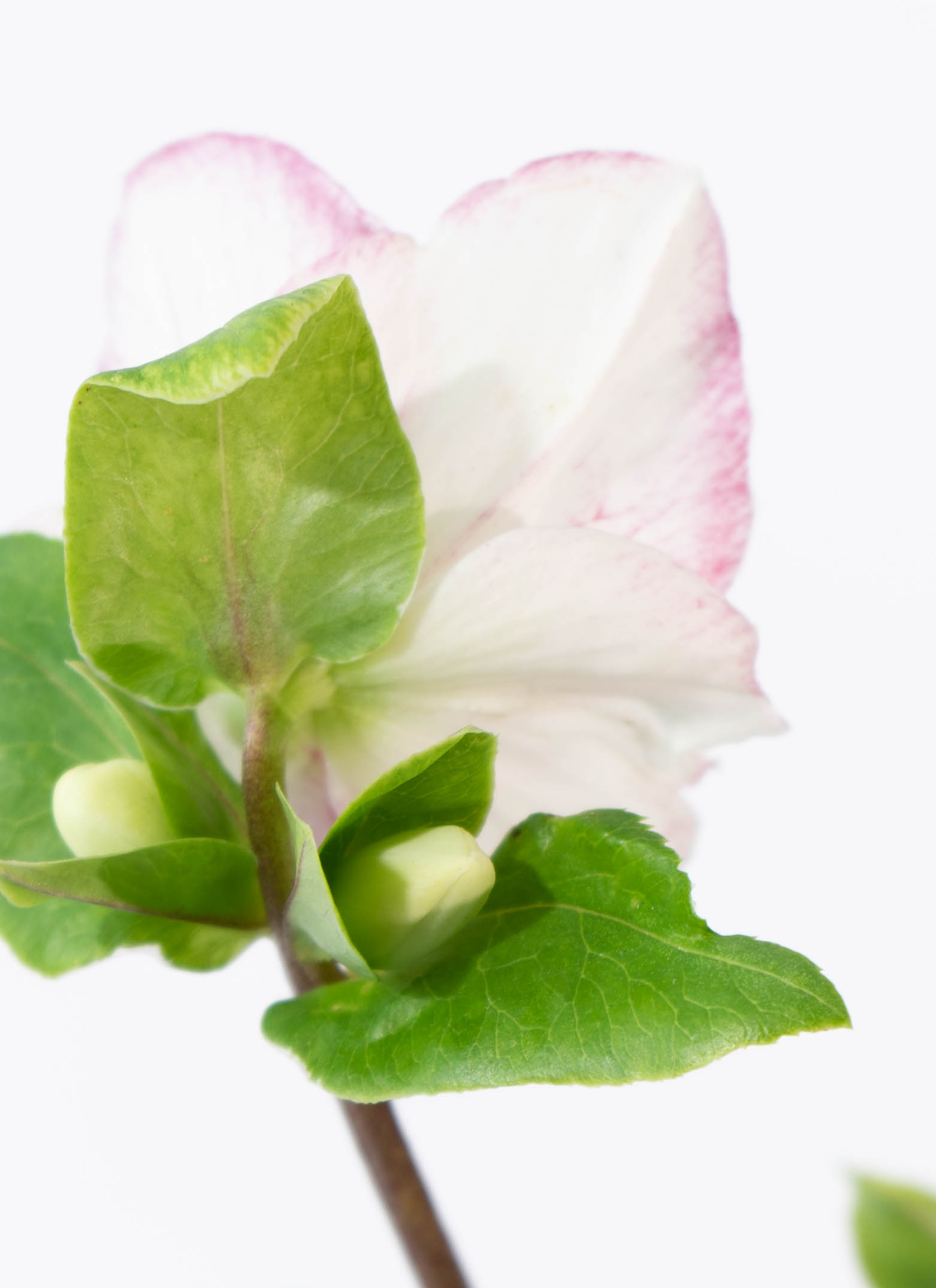 産地直送 クリスマスローズ 氷の薔薇 ピコティ 5号 ブラウンバスケット