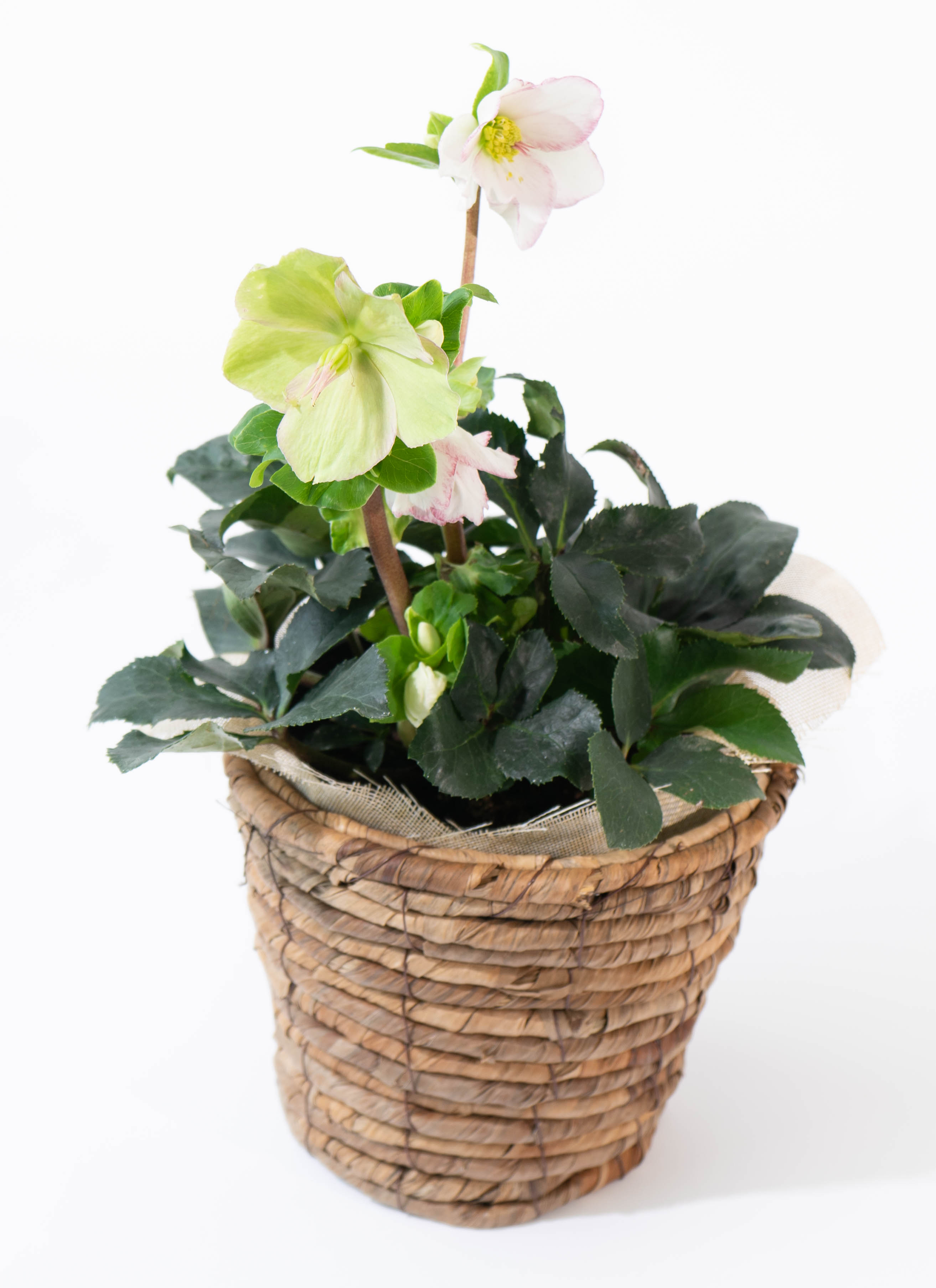 産地直送 クリスマスローズ 氷の薔薇 ピコティ 5号 ブラウンバスケット