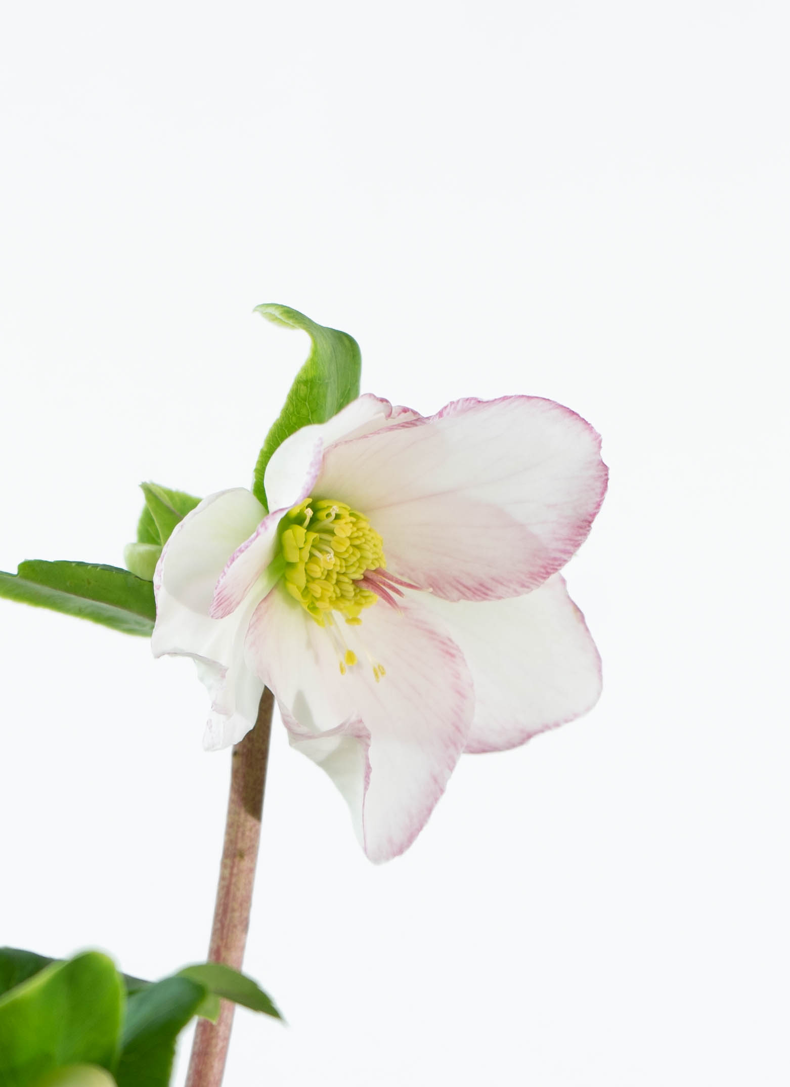 産地直送 クリスマスローズ 氷の薔薇 ピコティ 5号 ブラウンバスケット