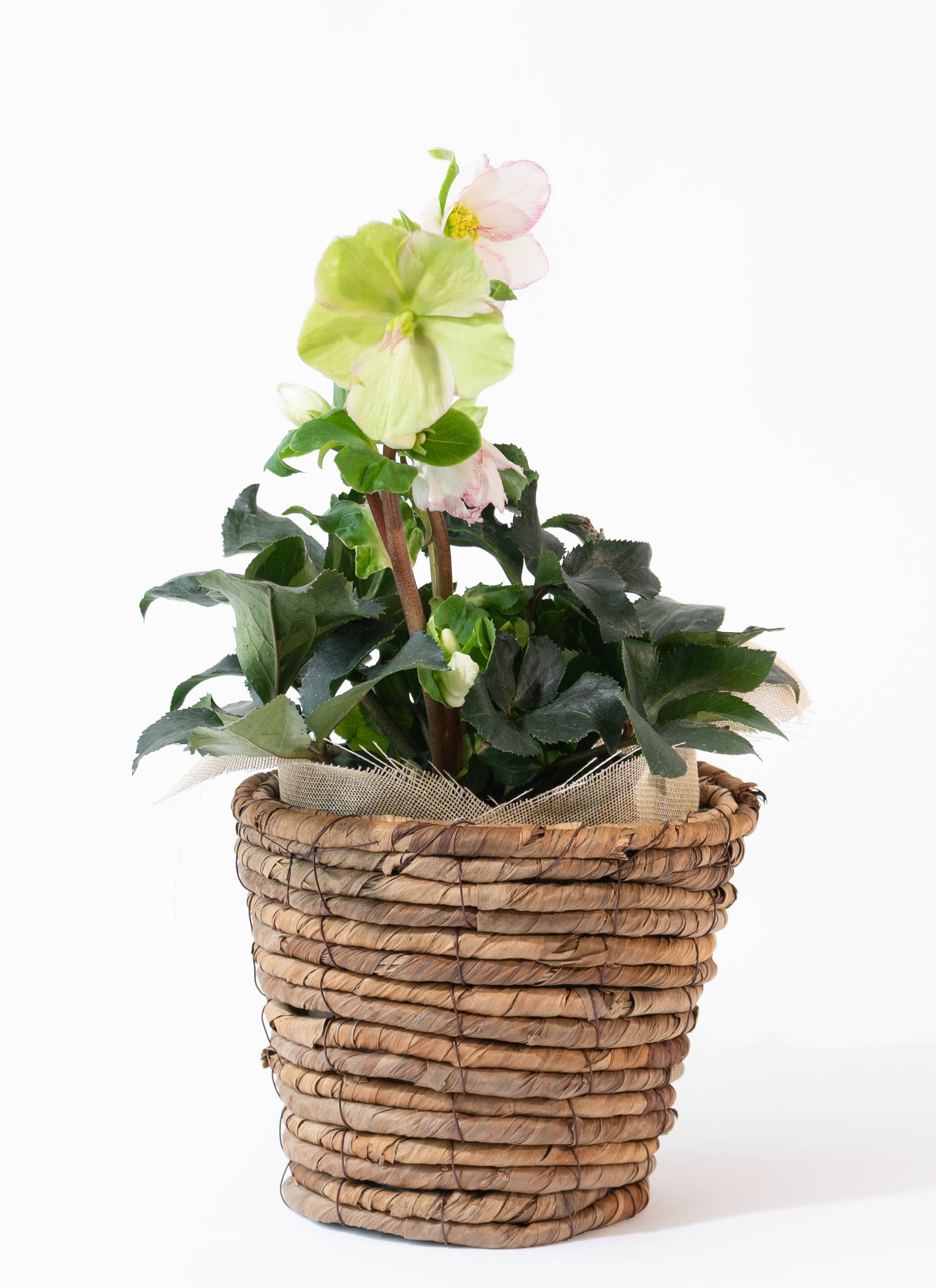 白色（ホワイト）の鉢植えのお花 | 鉢植えのお花ならHitoHana