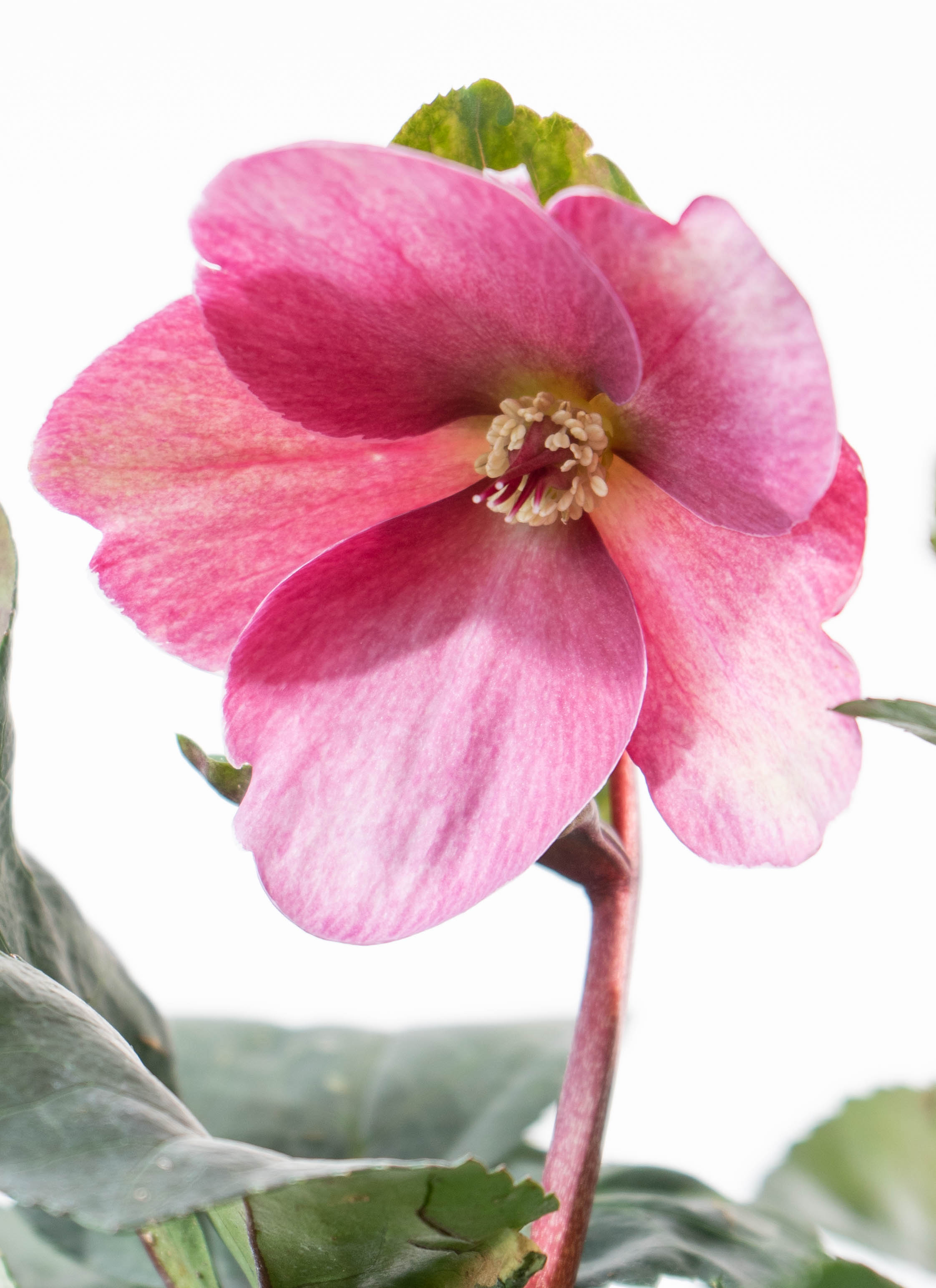 産地直送 クリスマスローズ 氷の薔薇 ブルネロ 5号 ウッドポッド／栃木