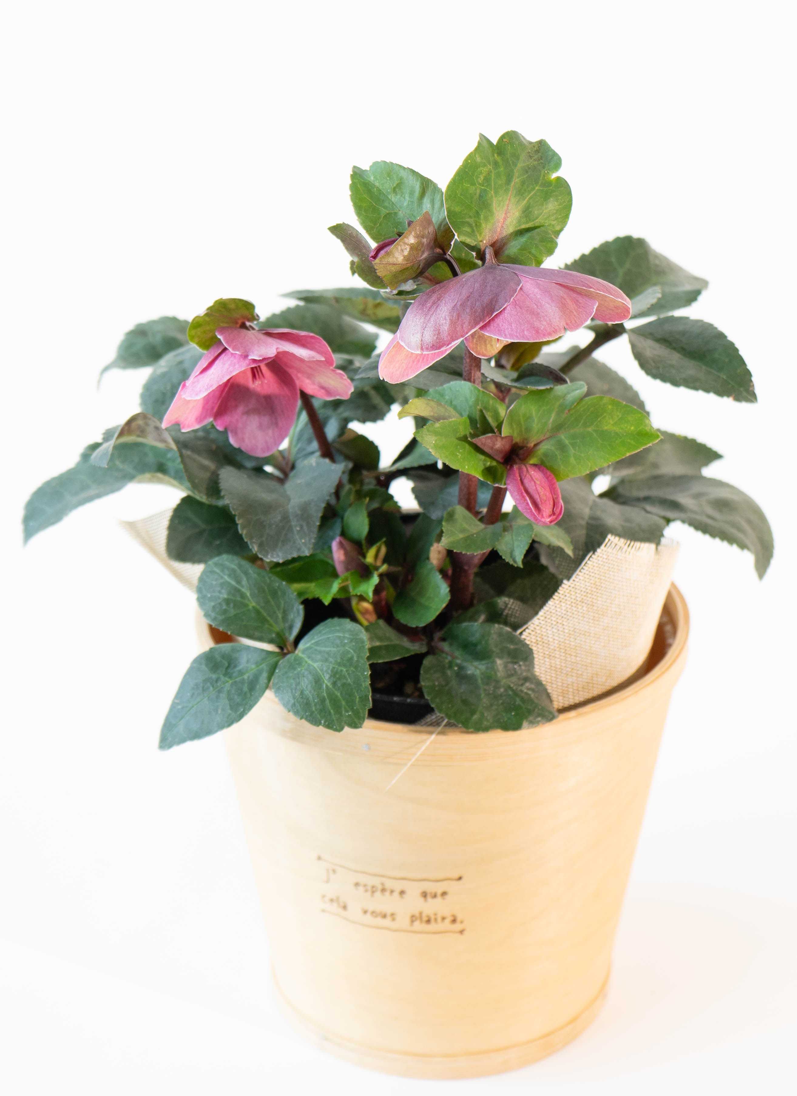 産地直送 クリスマスローズ 氷の薔薇 ブルネロ 5号 ウッドポッド／栃木