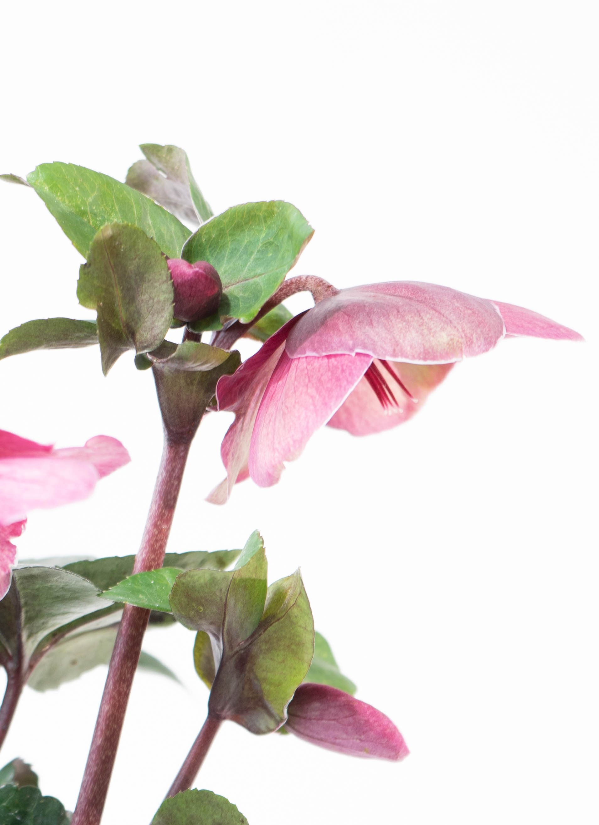 産地直送 クリスマスローズ 氷の薔薇 ブルネロ 5号 ブラウンバスケット