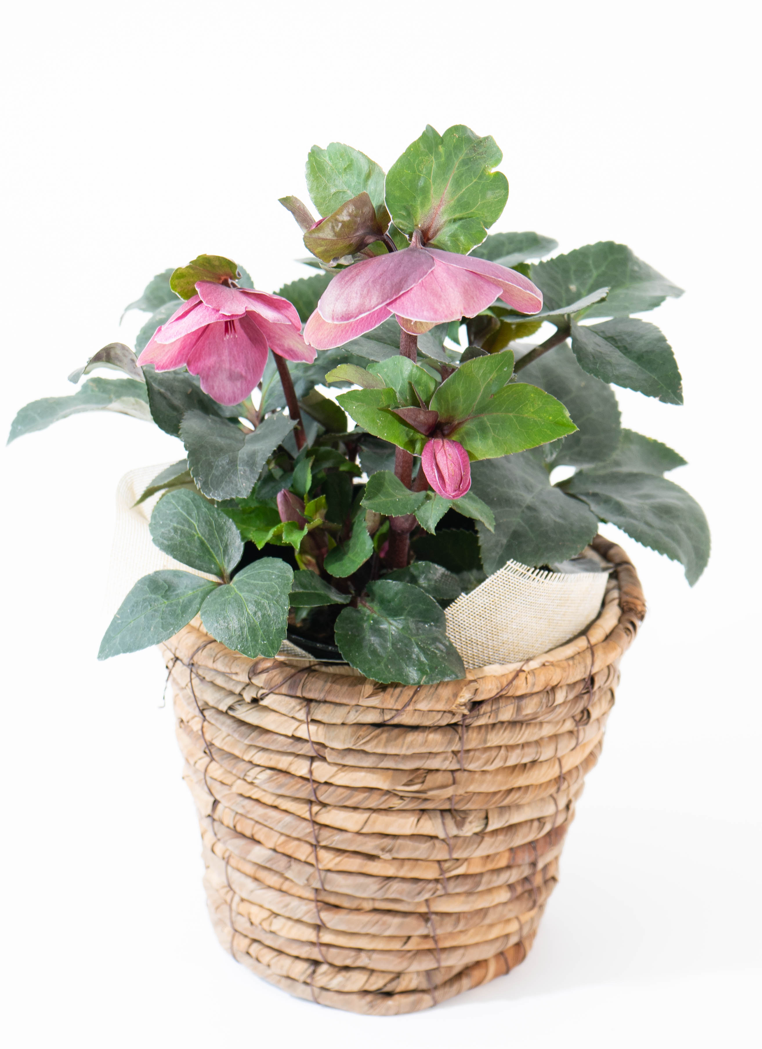 産地直送 クリスマスローズ 氷の薔薇 ブルネロ 5号 ブラウンバスケット